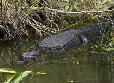 An alligator in the water in Everglades National Park, Florida.