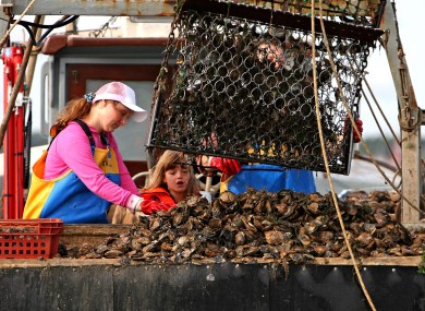 Oysters in New York's harbour were depleted over centuries because of overharvesting.