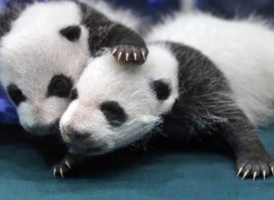 Two one-month-old Pandas at the Chimelong Safari Park in Guangzhou in south China's Guangdong province.