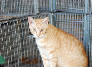 A cat sits at a feral cat colony near Honolulu.