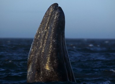 A gray whale surfaces.
