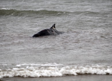 File photo of a whale stranded on Bull Island in 2013.