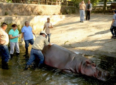 Gustavito being attended to by vets.