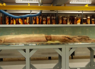 A 30ft long giant squid caught off the Falkland Islands