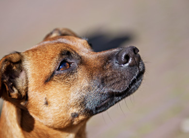 A good dog.