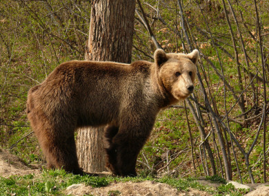 The WWF condemned the move, blaming deforestation for pushing animals closer to human settlements.