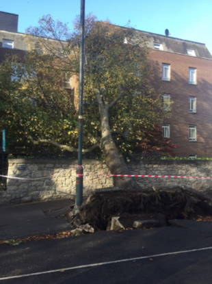 A fallen tree at Clyde Road, Ballsbridge.