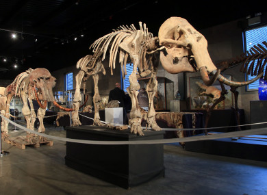 File photo of four mammoths that were for sale at another auction last month.