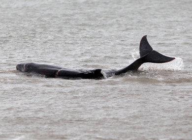 File photo. Whale washing up on Bull Island.