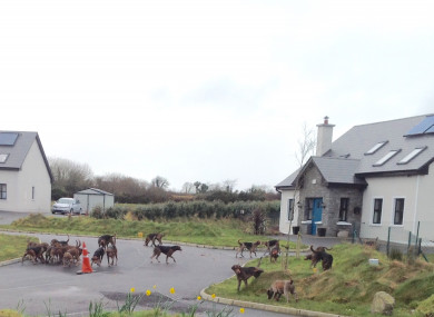 One resident said the dogs were