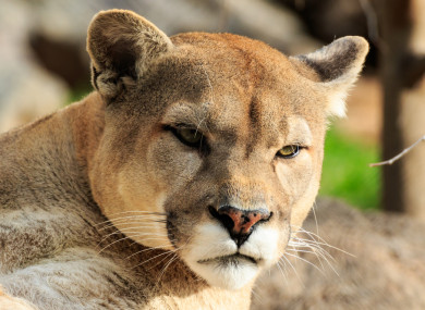 The cougar was later tracked down and killed by authorities.