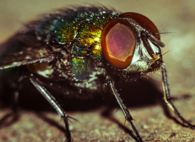 House fly