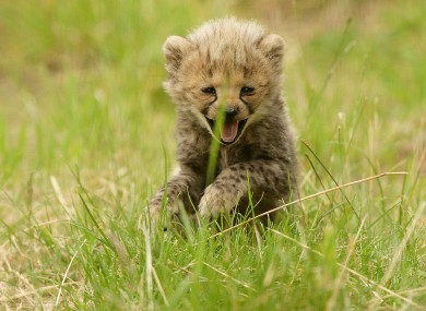One of four North African Cheetah cubs steps outside for the first time since being born at Chester Zoo on June 21st.