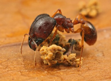 A standard-sized Pheidole ant, like this one, will usually grow to 2mm in length. The 'super-soldier' ants can be four times as big.