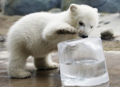 A three-month-old polar bear cub plays with a block of ice at Toronto Zoo