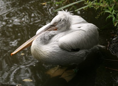 File photo of a Dalmatian pelican