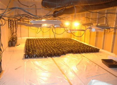 The cannabis cultivation operation which was discovered yesterday.