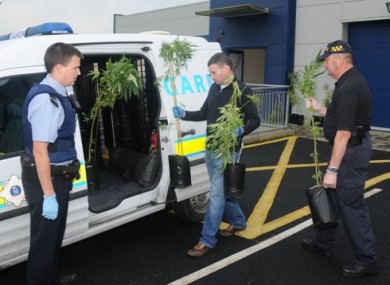 Gardaí removing cannabis plants from the grow houses.