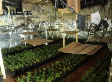 Operation Nitrogen: Some of the plants seized by gardai on Wednesday.