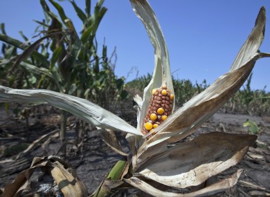Damaged corn in a Nebraskan field last August after a summer of drought in the USA.