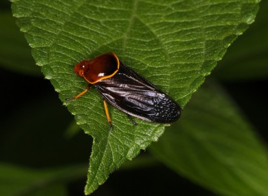 Cicada hemiptera