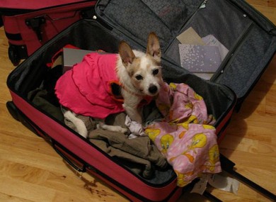 This is everything* you need to know about bringing your pet on holidays