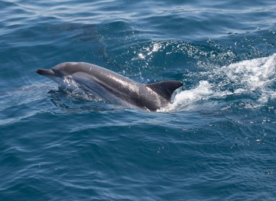 File photo of a striped dolphin