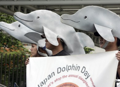 File: Animal rights advocates, wearing dolphin hats, picket the Japanese Embassy in Manila, Philippines