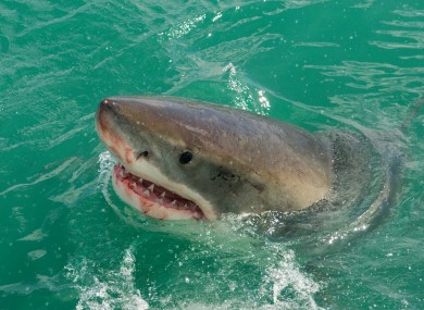 A big massive great white shark.