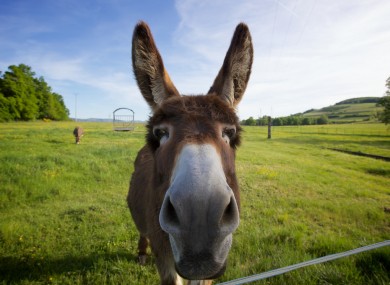 File photo of a donkey.
