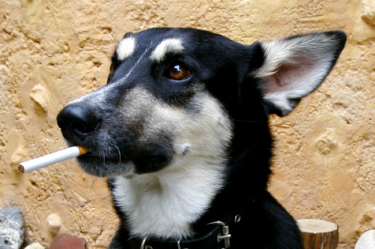 Can Dogs Die From Nicotine