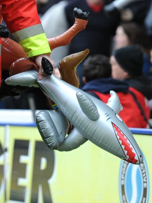 NOT the inflatable shark in question.