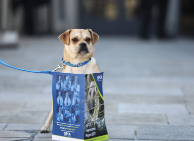 Finn was on hand today as the Irish Society for the Prevention of Cruelty to Animals launched its annual Inspectorate Report at the Mansion House in Dublin.