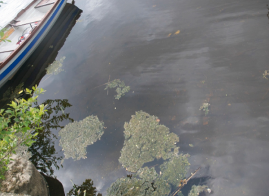 An example of a benthic cyanobacteria accumulating on a lake shoreline.