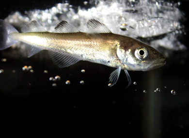 Polar cod