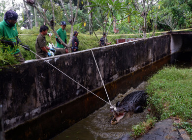 The 4.4 metre crocodile killed Deasy Tuwo