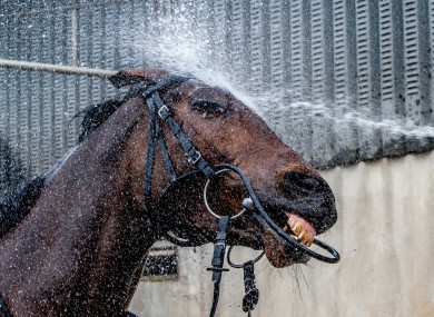 Tiger Roll getting washed after morning work.