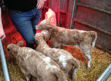 The four calves born in 2017