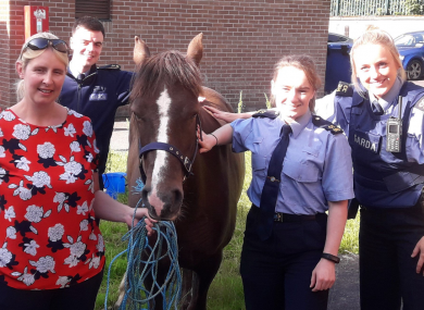 The pony after it was recovered by gardaí in Cork