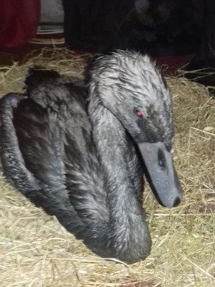 Swan covered in oil from recent spill in River Shannon.