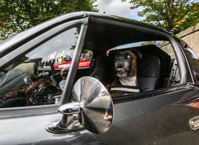 Shelby the Dog from Wicklow sits in a Mazda Mx 5 enjoying the atmosphere of the Dalkey Vintage Car Festival, in Dalkey town today.
