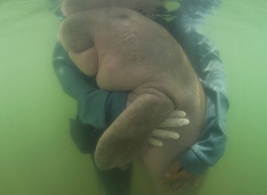 Marium pictured in May with one of the rescuers who tried to save her.