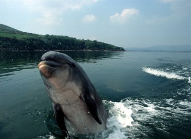 Fungie the dolphin.