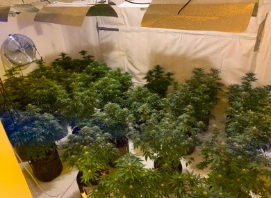 Gardaí seized an estimated €289,000 worth of cannabis during the searches