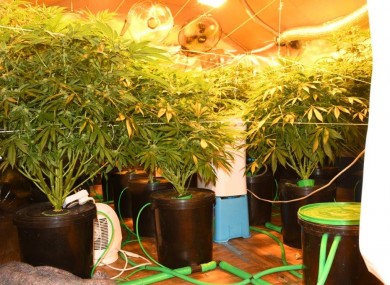 The seized cannabis.