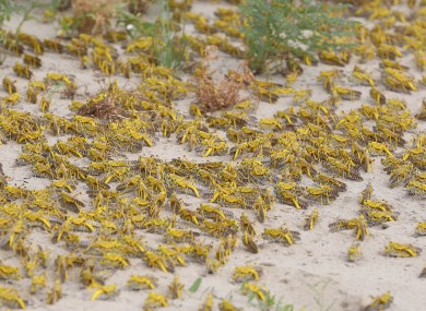 File photo of desert locusts.