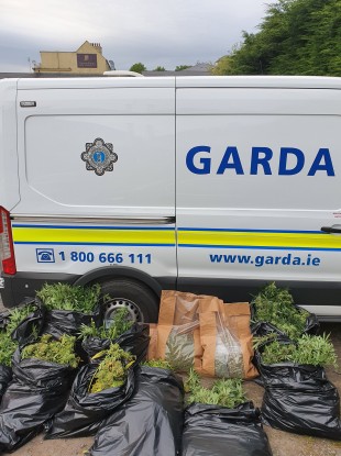 The seized cannabis.