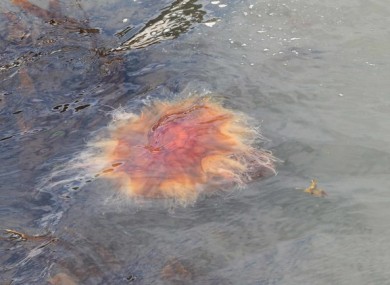 A Lion's Mane jellyfish in Dublin Bay.