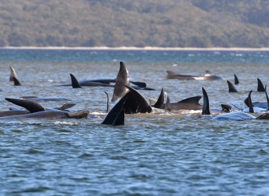 Pilot whales lie stranded on the sand bar.