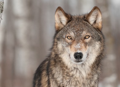 Coloradans will be asked whether grey wolves should be reintroduced.